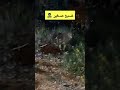 مسكت الضبع قبل ميهرب