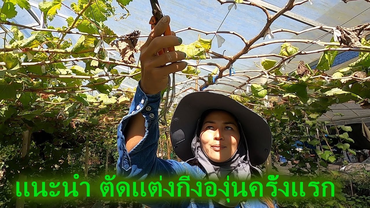 แนะนำ#ตัดแต่งกิ่งองุ่นครั้งแรก หลังจากปลูกมา8เดือนเพื่อให้องุ่นติดลูกดก#สวนนัฐธนัน