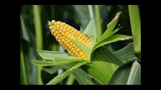 How Wheat Works | Wheat: The Most important Stuff in the World | Documentary English Subtitles