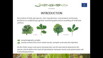 Kristina Sever: Guidelines for conducting genetic monitoring in the field – Quercus robur L. and
