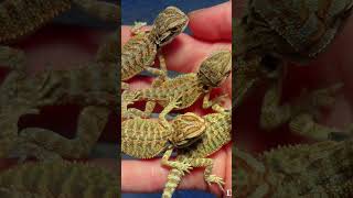 Bearded Dragon Journey: From Baby to Adult Shedding, Eating &amp; Daily Behavior #Beardie