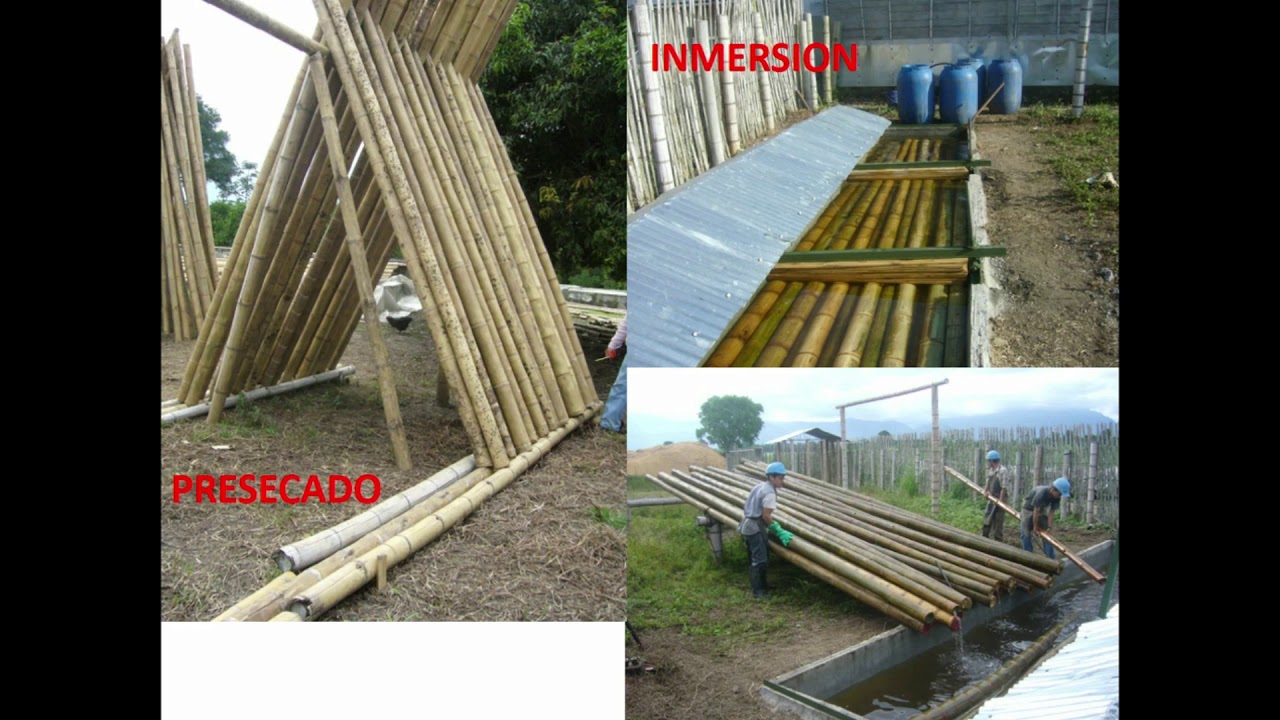 COMO PRESERVAR O INMUNIZAR BAMBÚ-GUADUA  (PARTE 1 DE 3)