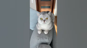 Как понять, что котик тебе доверяет #коты #кошка #кот