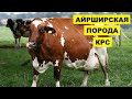 Айрширская порода КРС содержание и уход | Крупный рогатый скот | Молочная Айрширская корова
