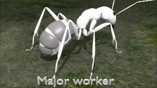 Camponotus sp polymorphism (WIP)