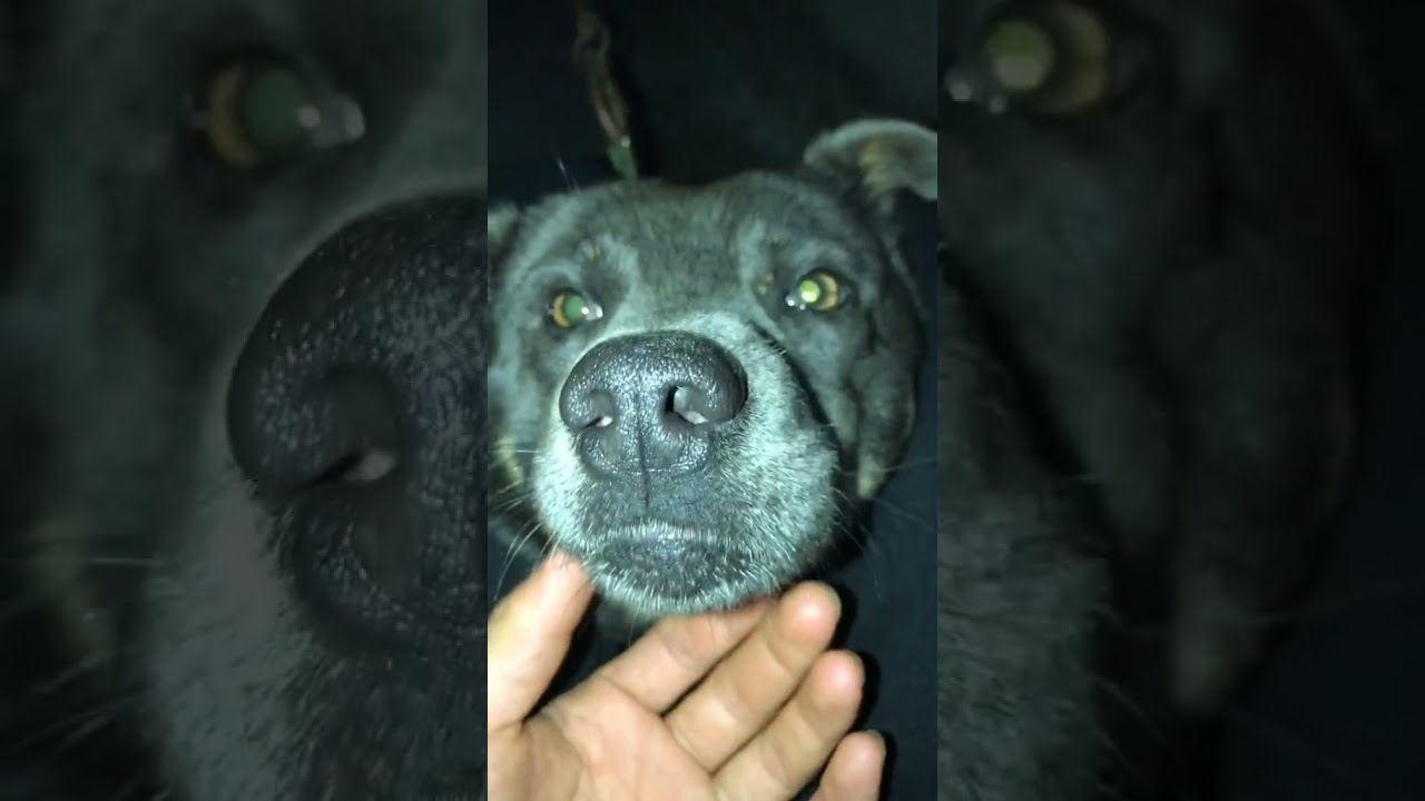 ⚠️ OMG! So Cute Dogs/Puppies  - Best Funny Dog Videos 2021 ||| Amazing Dog Videos 