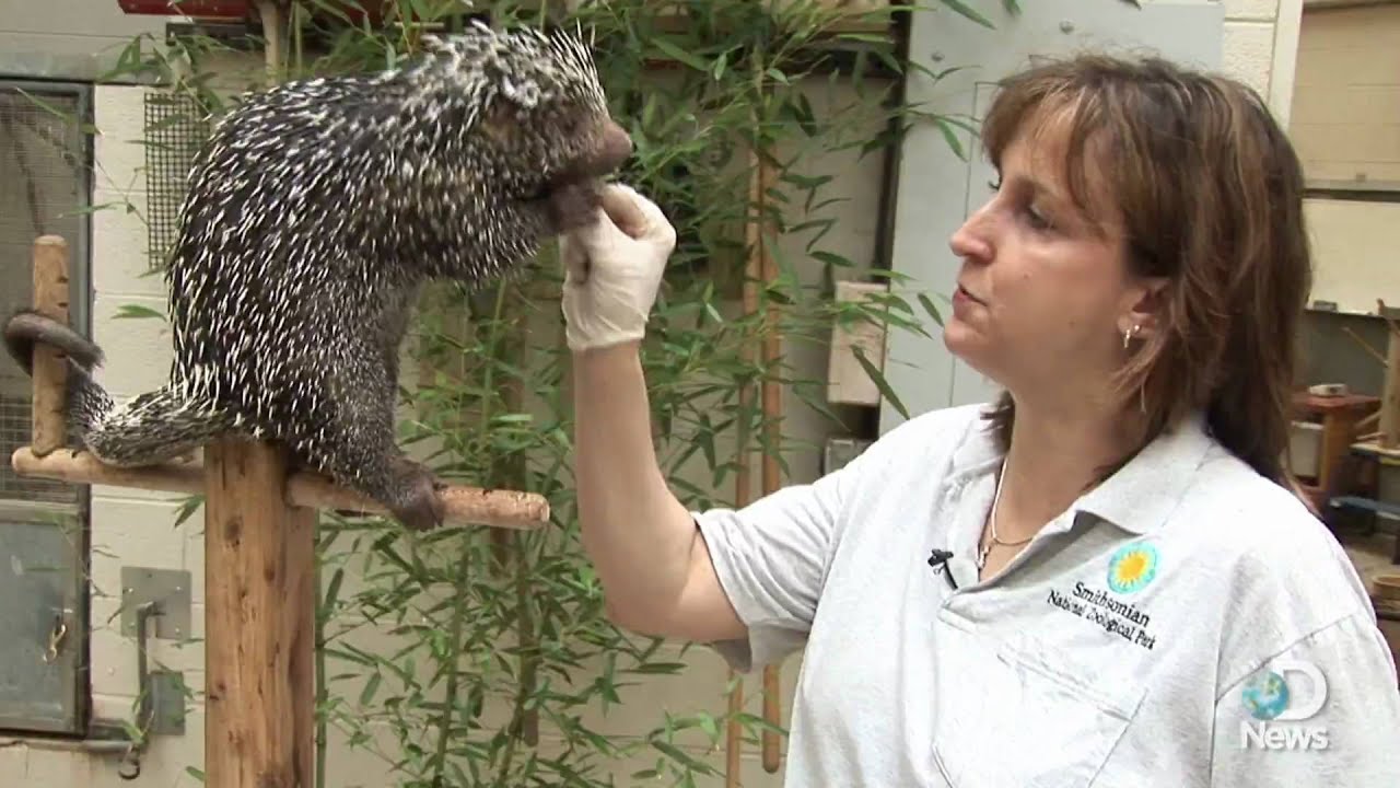 オマキヤマアラシ 有限会社プラスト