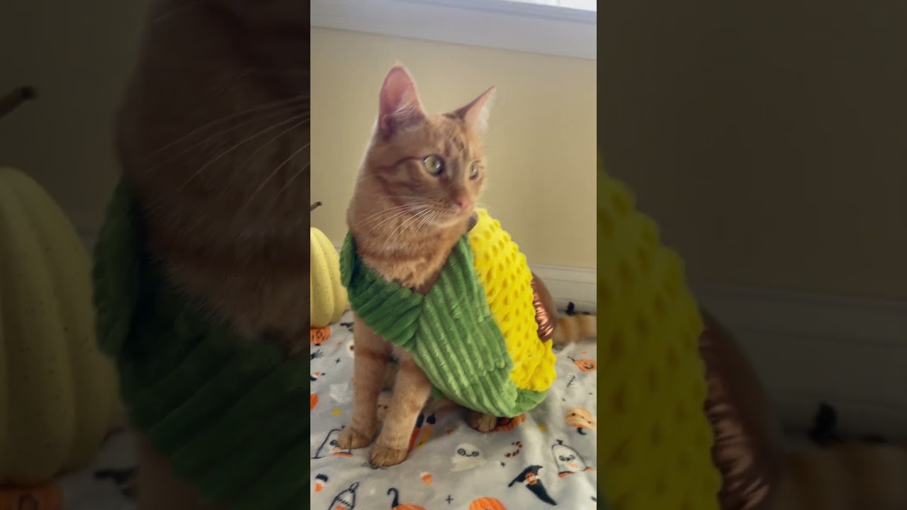 Вам нравятся овощи? | Габриэль Регина 