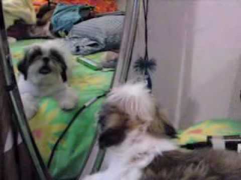 how to shih tzu not to bark shih tzu barking how to shih tzu not to bark shih tzu barking