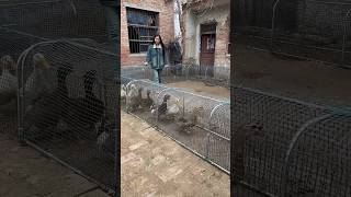 Smart Outdoor Chicken Run Tunnel with Protective Wire Mesh in Backyard🐔🦢🦆🐓