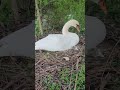 #deutschland #birds #swan #motherlove #Schwan #frühling #nidodecisnes 🦢❤️🇩🇪🥚