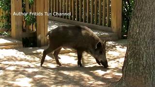 Wild Pig At Tibidabo Barcelona