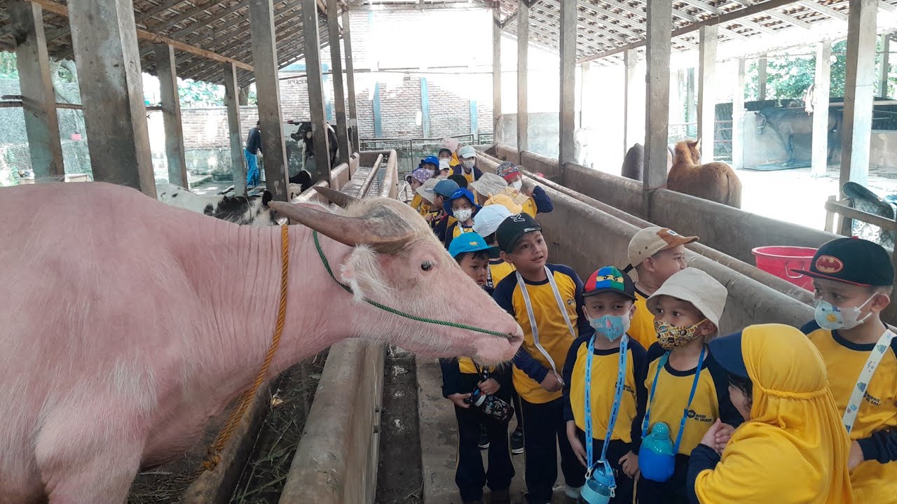 Memerah Susu Sapi di D'kandang Sawangan-Pasir Putih 2024