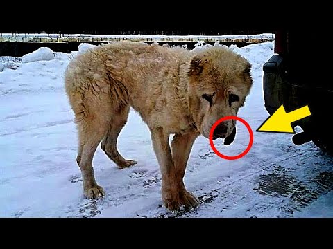 فيديو: هل كل سلالات الكلاب استرداد؟