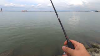 Download Lagu Zenaq Snipe S78XX| testing using 10gr Jig para micro slim in pressured fishing area Download Lagu Zenaq Snipe S78XX| testing using 10gr Jig para micro slim in pressured fishing area