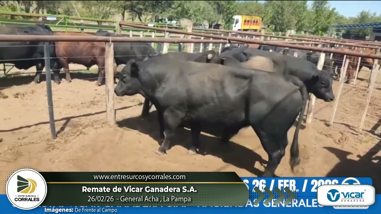 26-02-26 - Remate de Vicar Ganadera S.A. - General Acha, La Pampa
