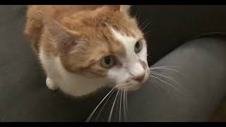 A Couple Subtle Meows from Leo
