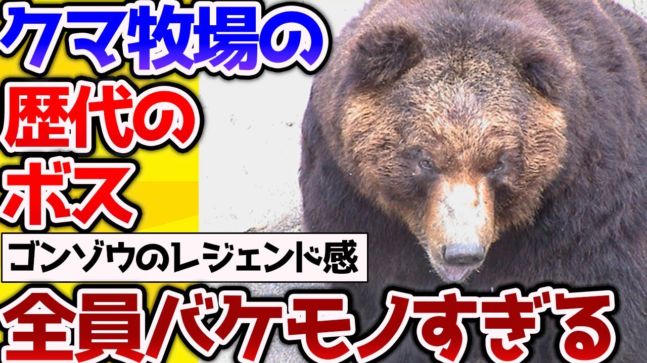 【2ch動物スレ】クマ牧場の歴代のボスたち、全員最強すぎる【なんj】 #生き物 #2ch
