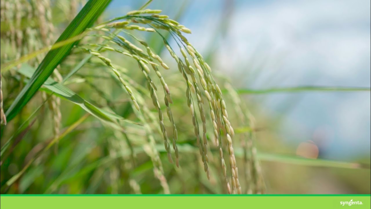 Ano kaya ang sikretong tandem ng mga nakasubok na ng Armure? | Syngenta PH