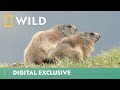 Marmot prepares for hibernation  winter wonderland  national geographic wild uk