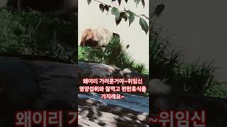 #선수핑  푸바오 위임신 영양섭취잘하래요 워토우 사과 당근 죽순 싱싱한걸로 많이주떼요?