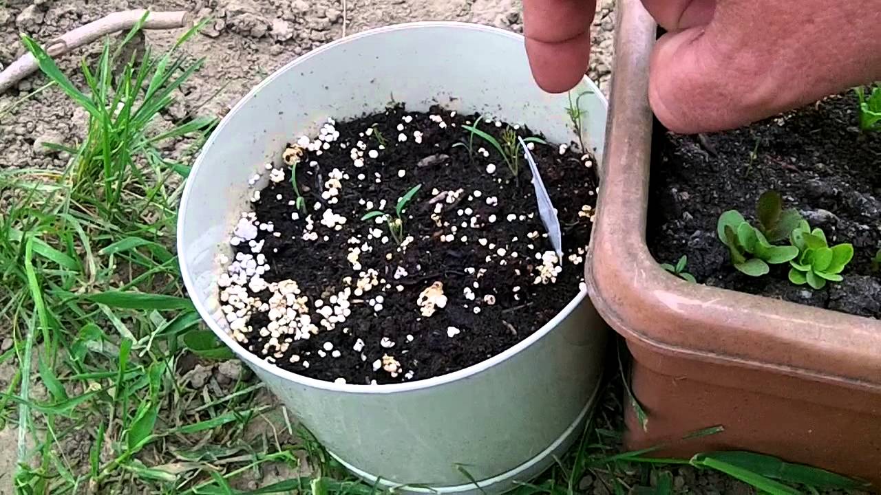 panion Planting Ve ables Container Garden Update maxresdefault