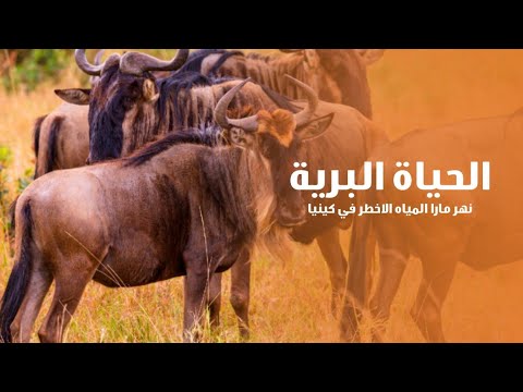 الحياة البرية نهر مارا المياه الاخطر في كينيا القرش الابيض يغزو شواطئ كاليفورنيا كويست عربية 