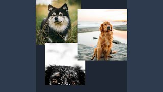 Famous Understated Jazz Trio - Vibe for Cozy Dogs Profile