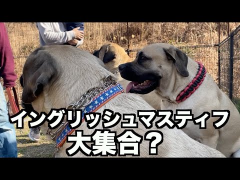 レア犬種・イングリッシュマスティフ大集合？