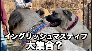 レア犬種・イングリッシュマスティフ大集合？