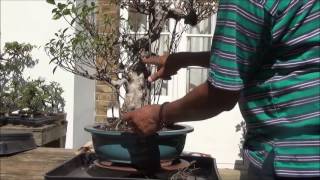 Bonsai Specimen Ficus Retusa - Bonsai Tiger Bark Ficus clean up - Part 1 by Iqbal Khan Bonsai Specimen Ficus Retusa - Bonsai Tiger Bark Ficus clean up - Part 1 by Iqbal Khan