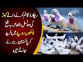 Famous kabootar baz from khanewal  watch how many types of pigeons he has