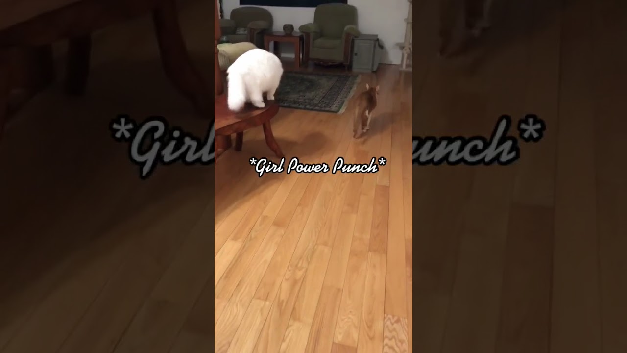 Waking up with Bean - Day 1,280