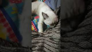 ลกแมวดดนม กบผาเนาของเขา อยามากวนหนนะ เจาถงเงน