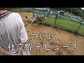 元保護犬ワンジロー、ついにドッグランで他の犬と遊ぶ！
