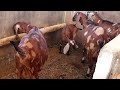 CABRAS LEITEIRAS NA 12°EXPOSANTO PARQUE POLE VAZ 20 de setembro de 2022