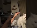 Please No petting