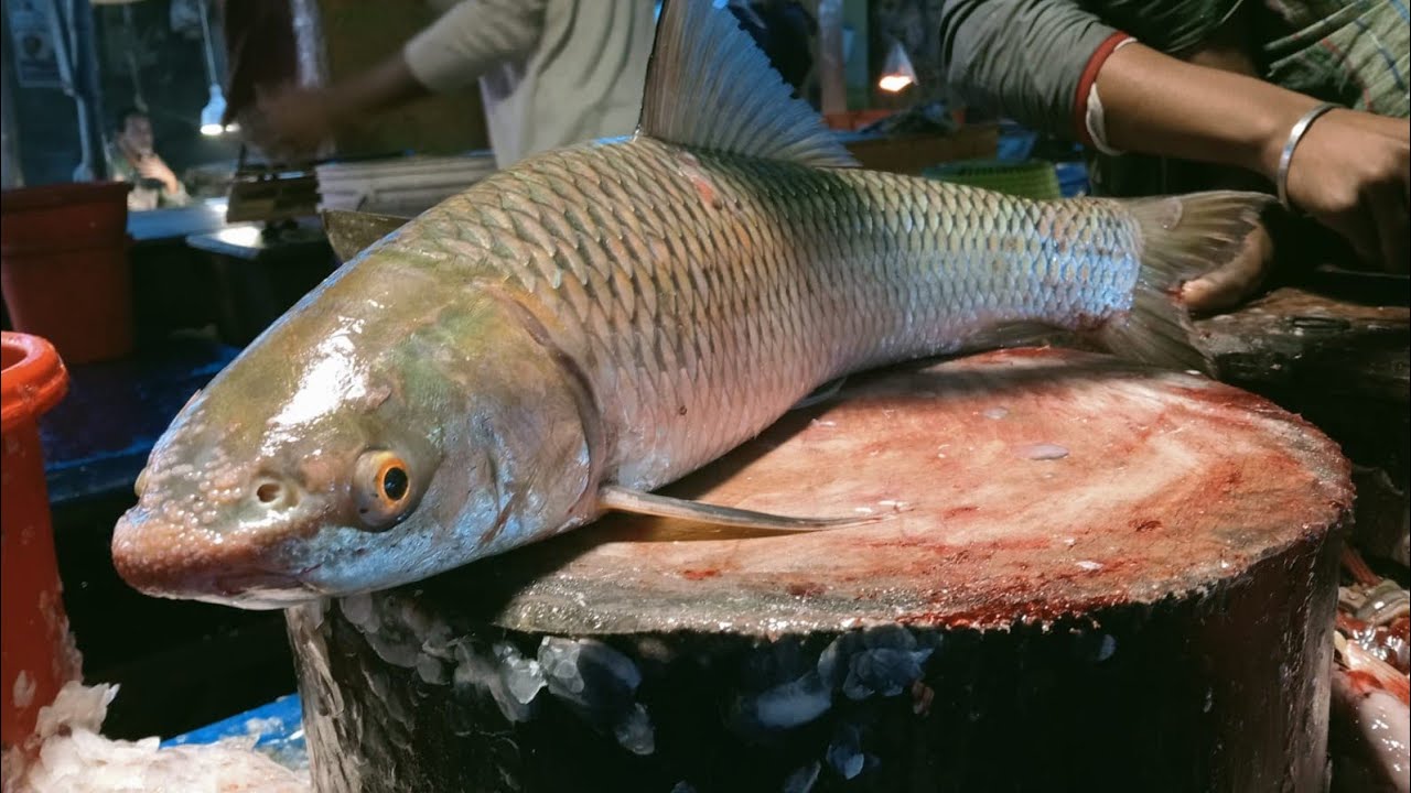 Hm Abu Hanif fish cutting channel আলহামদুলিল্লাহ is live! - YouTube