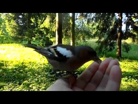 Ручные синицы и смелый зяблик!