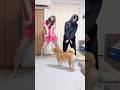 裏方踊り苦手なのにやらされた　#柴犬 #shorts