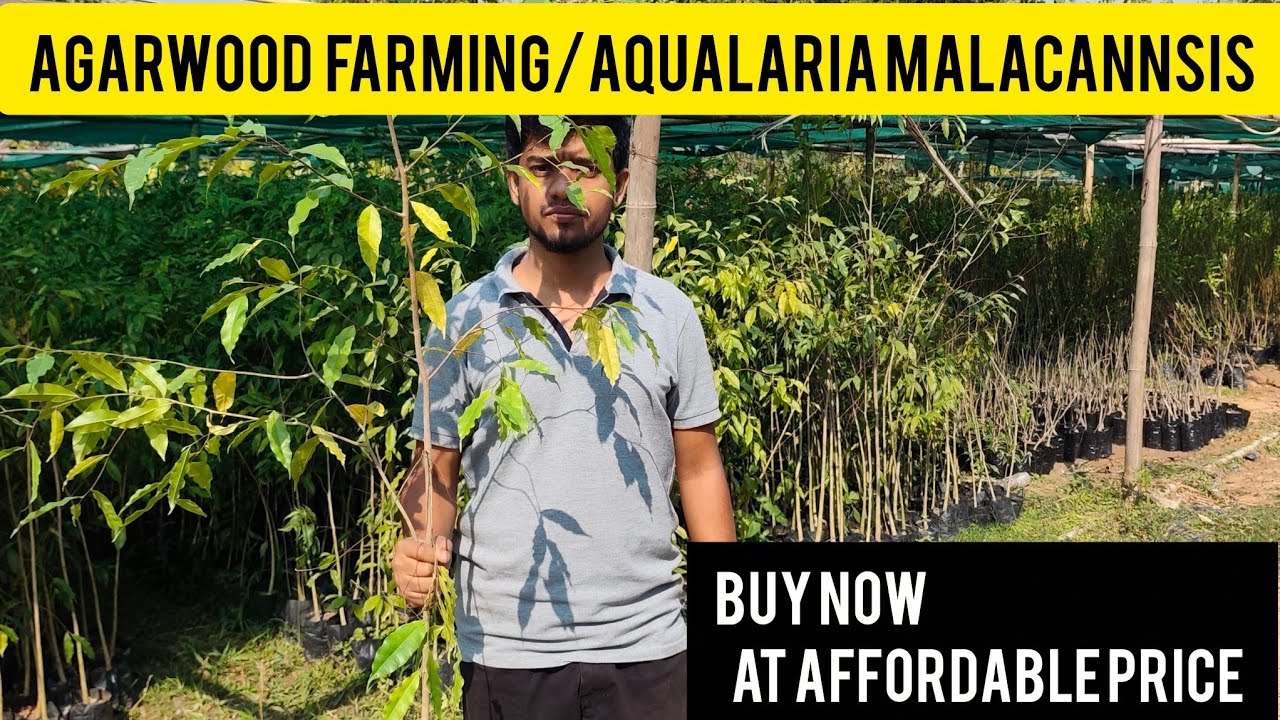 Agarwood Farming || Earn 1 Crore within 10yrs...All India home delivery available.. #agarwood #far.