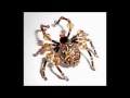 Beautiful Spiders - Handcrafted with Beads and Crystals by Pat Langfield