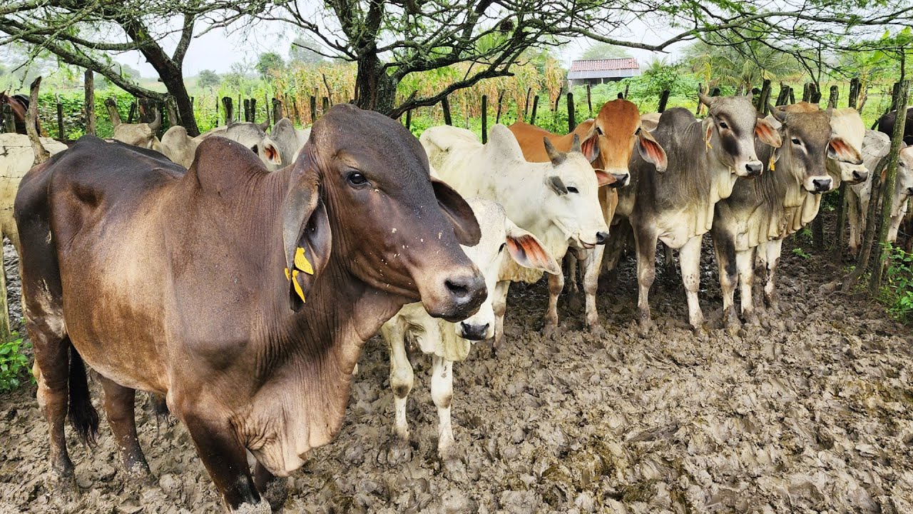 GADO DE QUALIDADE, CHUVA E LAMA EM ALTINHO-PE   06-07-2024 #nordeste