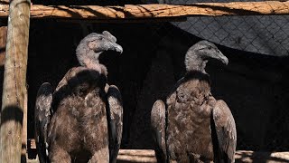 Andean condor: A conservation journey (Part I)