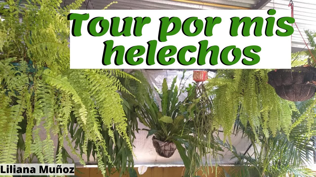 TOUR  por los HELECHOS DE MI JARDÍN / Liliana Muñoz