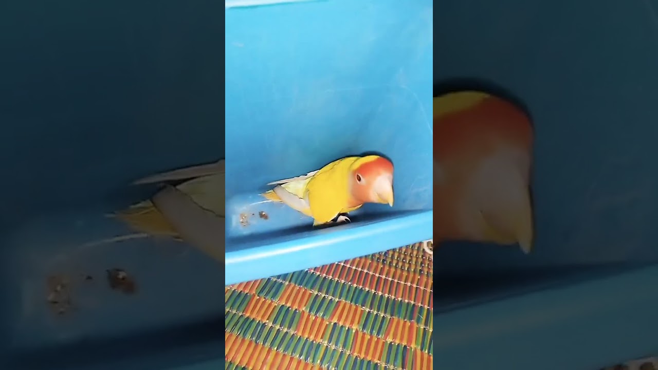 parrot funny video 