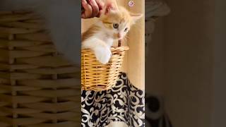 Cutest little cat having a bath 😍#shorts #short #cat #youtubeshorts #trending #viral #funny