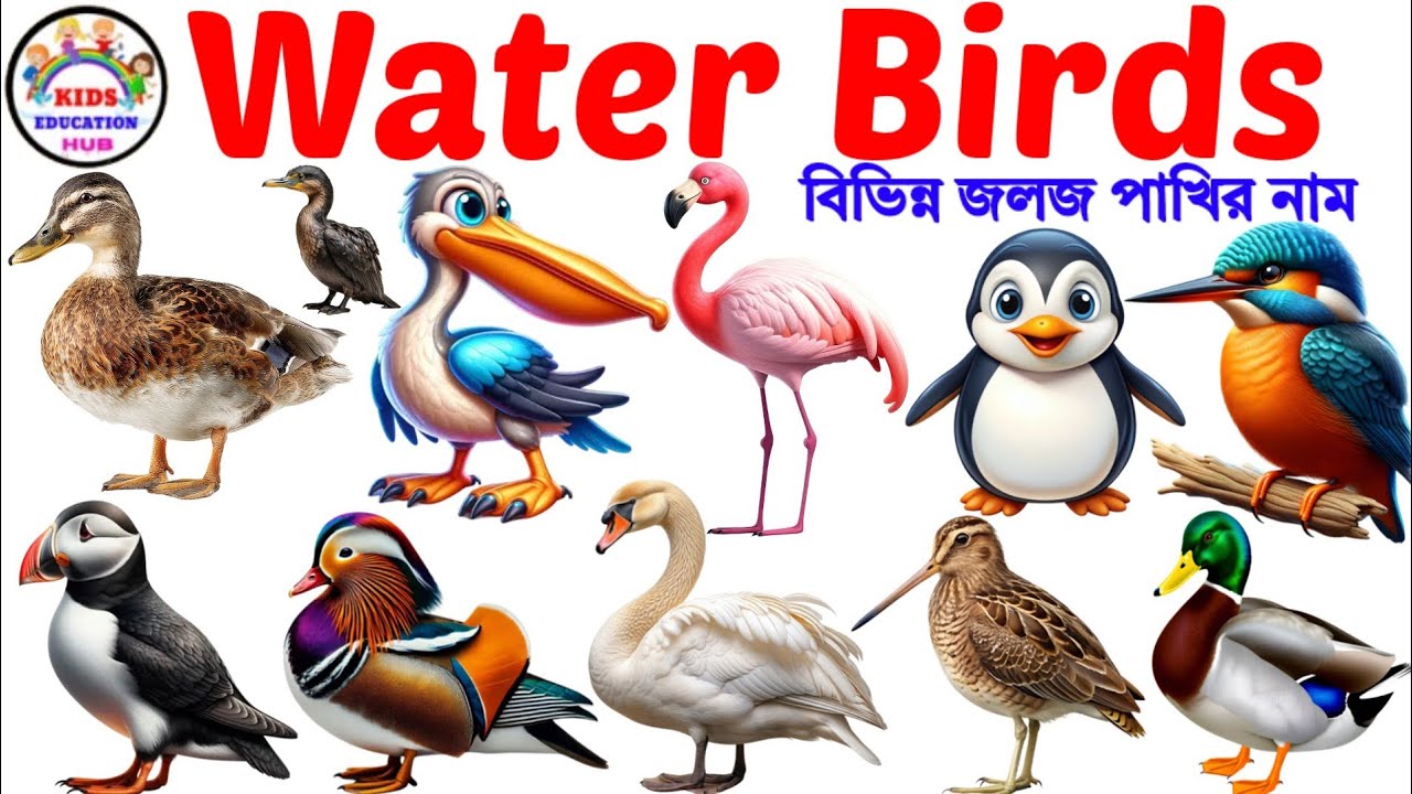 Water Birds | Learn Water Birds Name in English with Pictures | Birds Name for Kids | Water Birds 