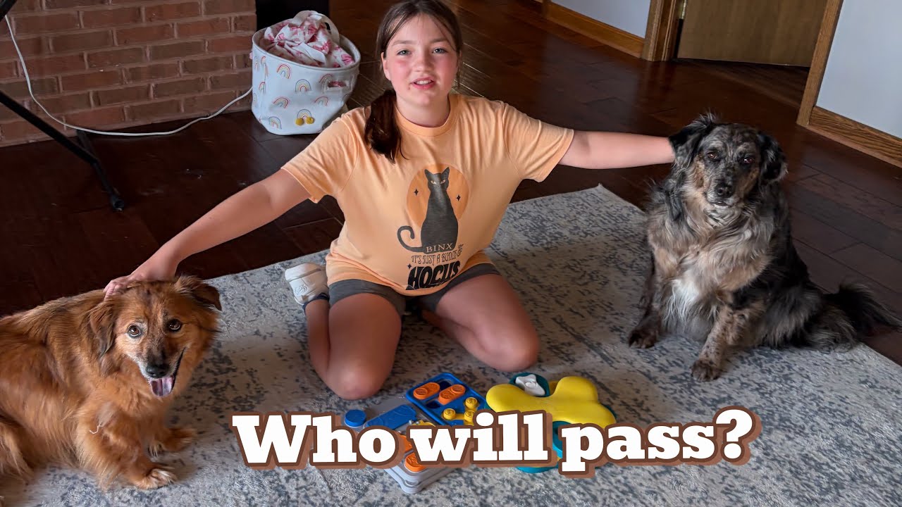 Full video! Who will pass the dog puzzles! Penny or Pete!