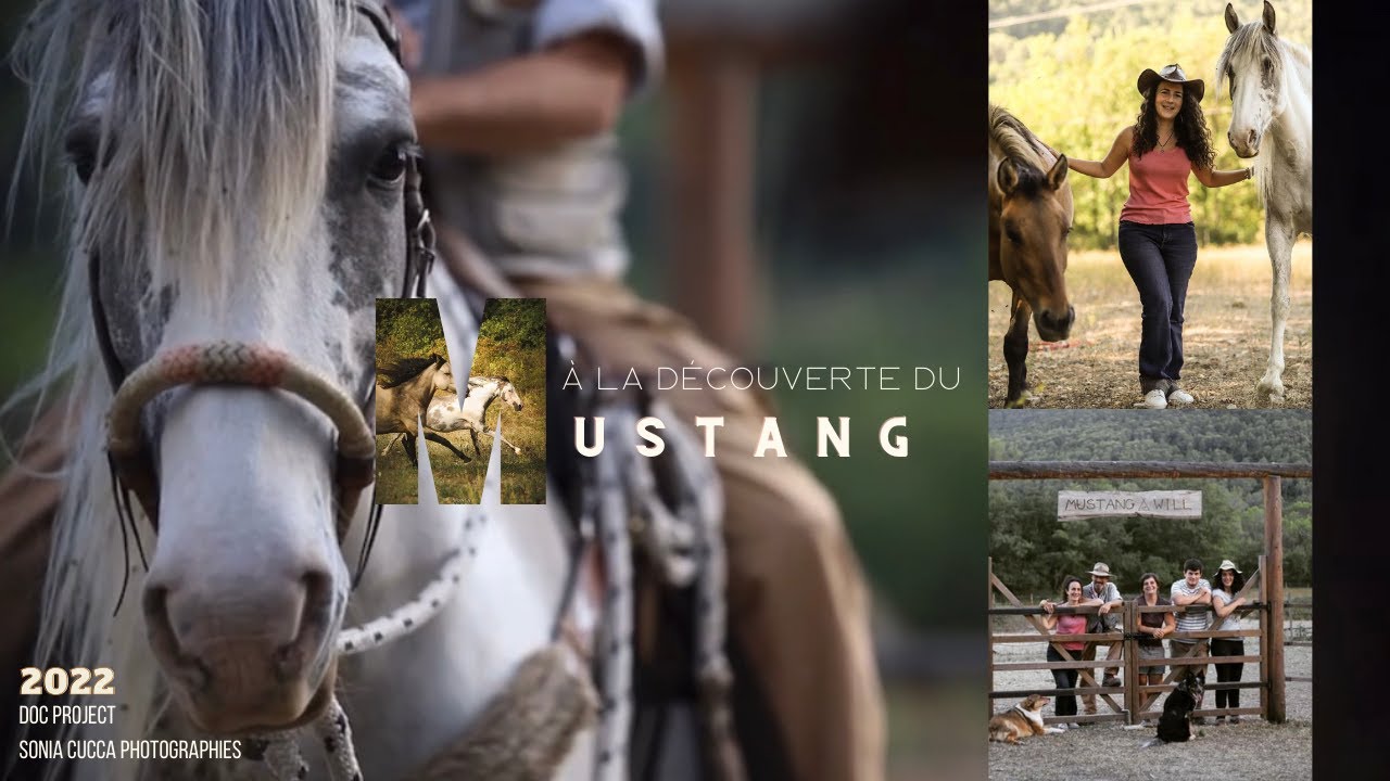 DES MUSTANGS EN FRANCE ? (À la découverte de Mustang Will)